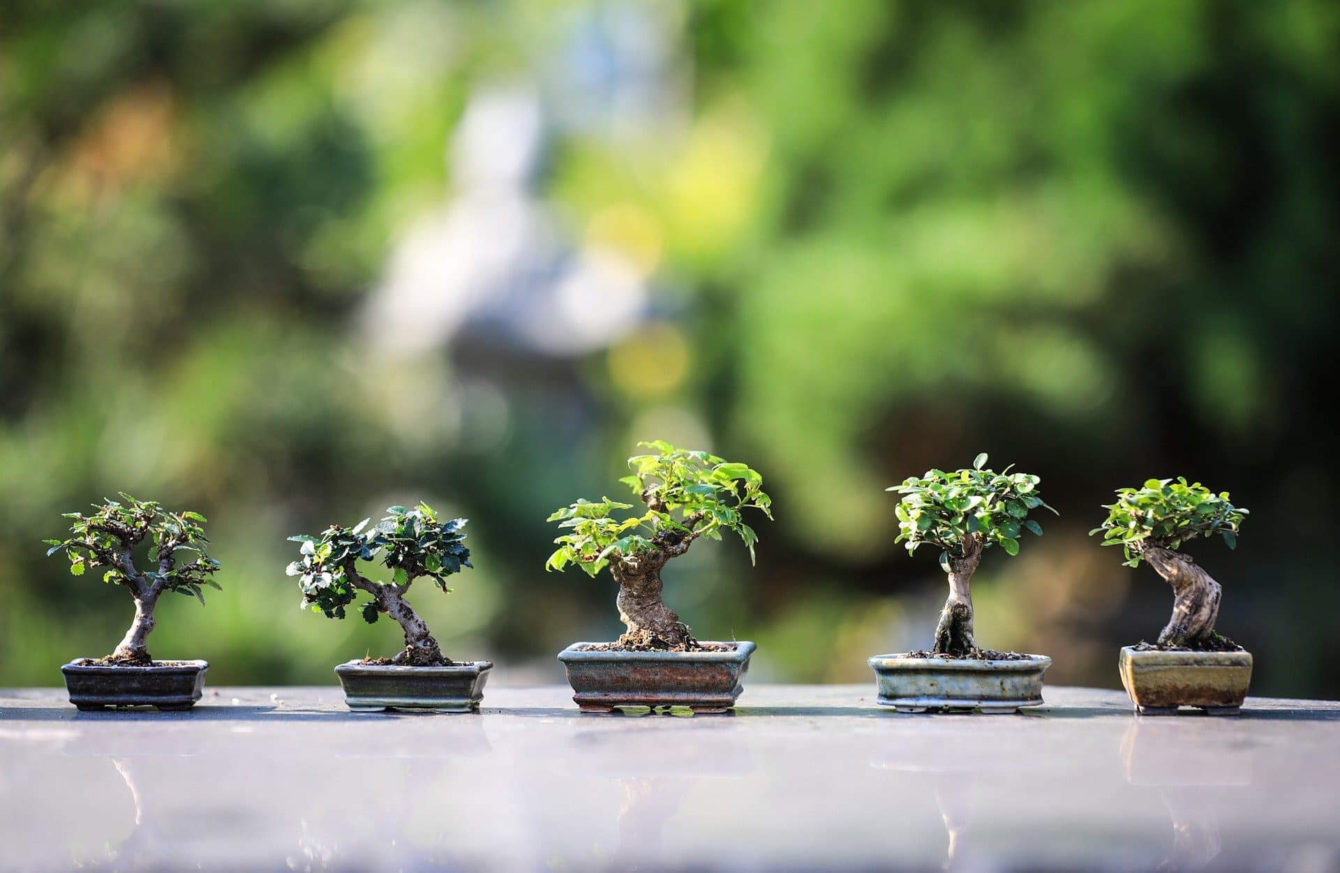 bonsai-4634225_1920.jpg